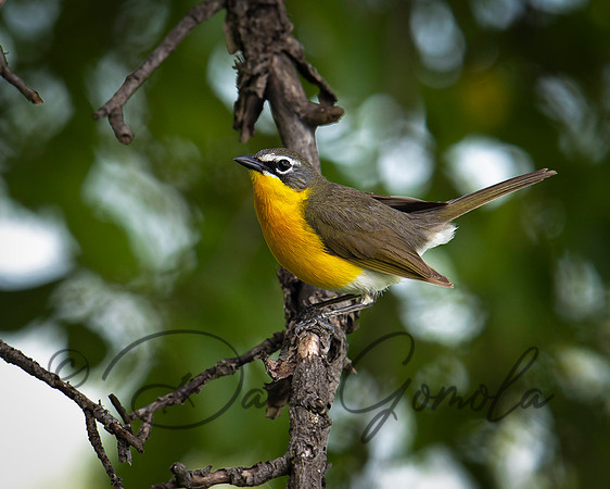 Yellow-breasted Chat