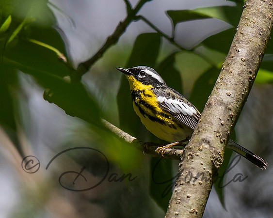 Magnolia Warbler
