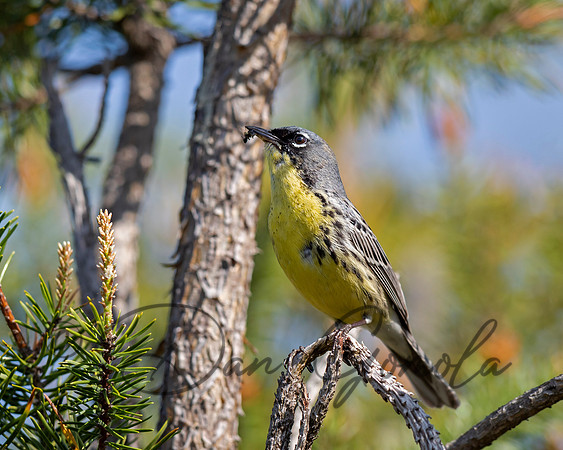 Kirtland's Warbler