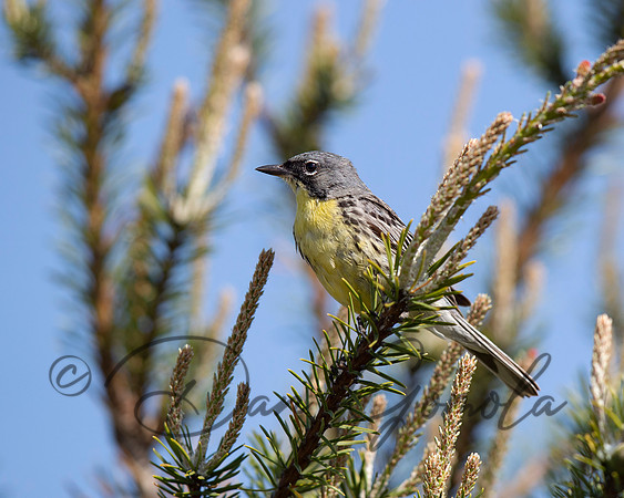 Kirtland's Warbler