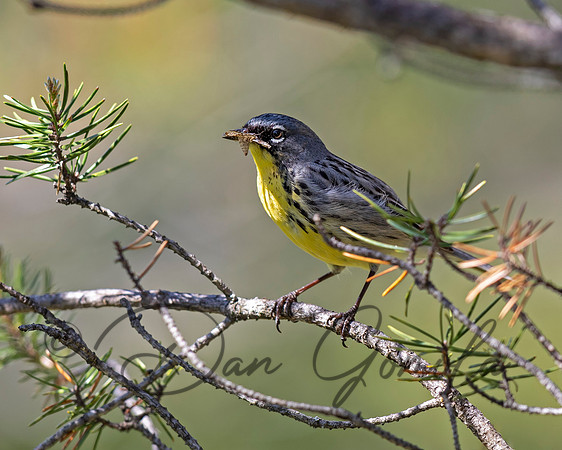 Kirtland's Warbler