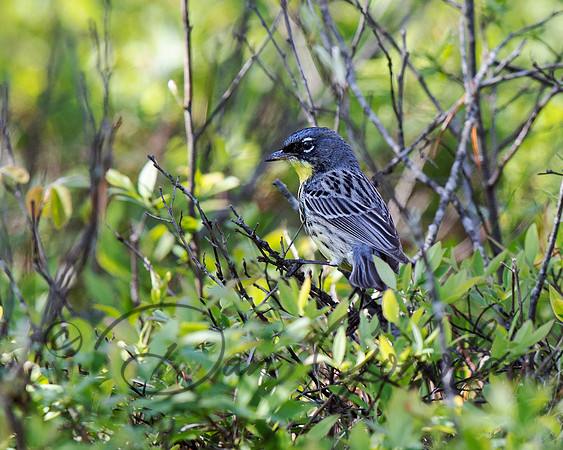 Kirtland's Warbler