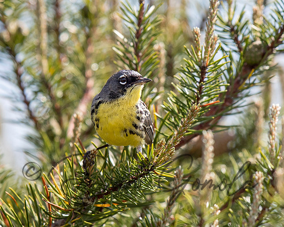 Kirtland's Warbler