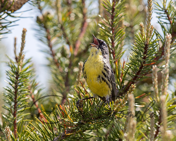 Kirtland's Warbler