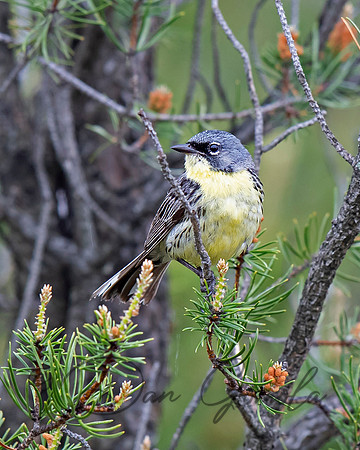 Kirtland's Warbler