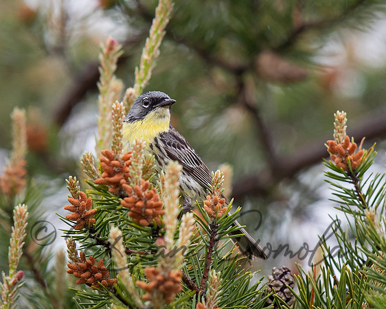 Kirtland's Warbler