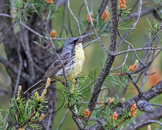 Kirtland's Warbler