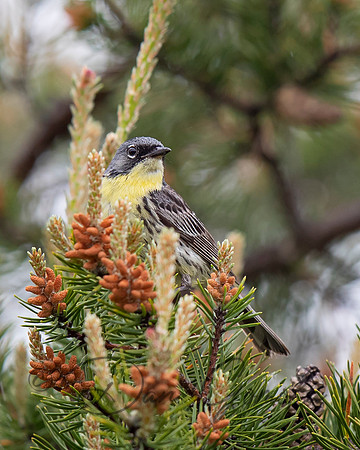 Kirtland's Warbler
