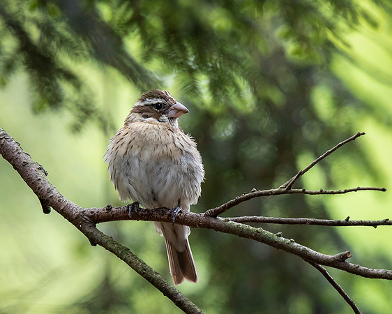 Rose-breasted Grosbeak