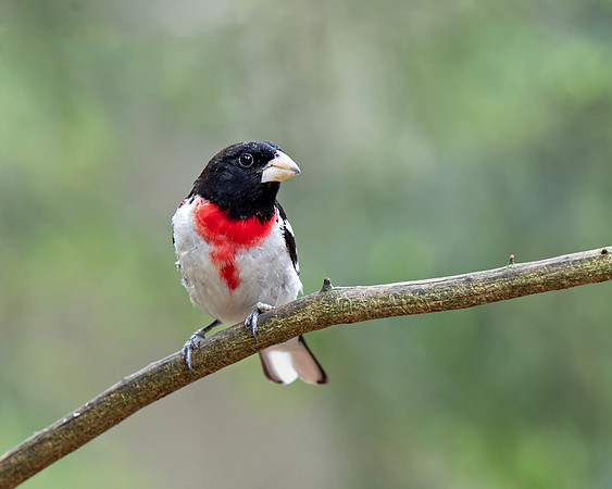 Rose-breasted Grosbeak