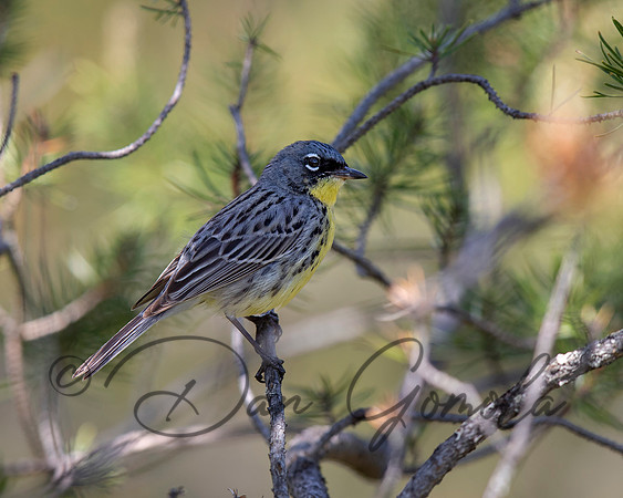 Kirtland's Warbler