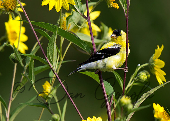 American Goldfinch