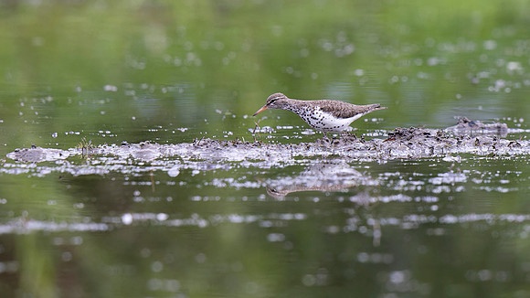 Spotted Sandpiper