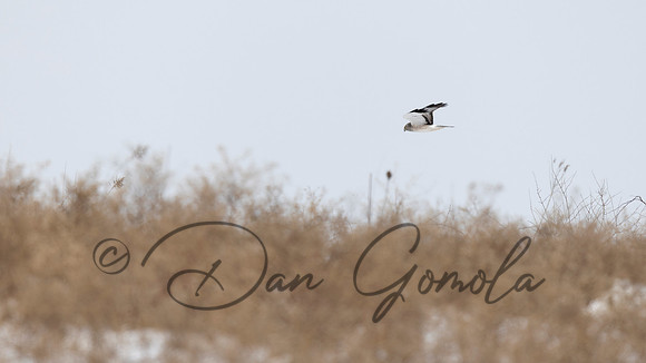 Northern Harrier