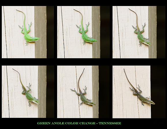 Green Anole Changing Color