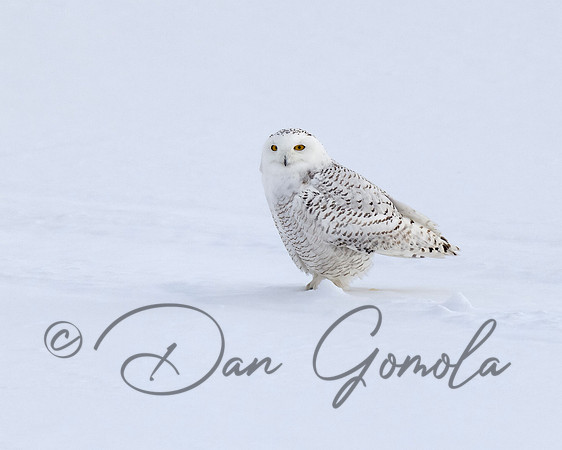 Snowy Owl