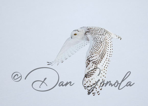 Snowy Owl