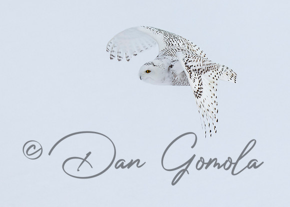 Snowy Owl