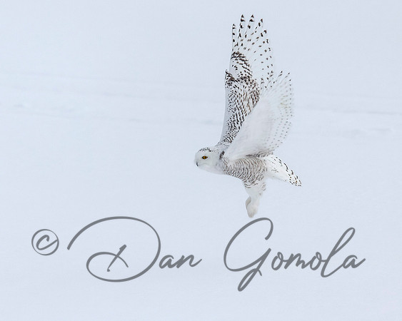 Snowy Owl