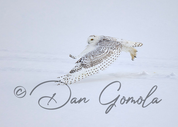 Snowy Owl