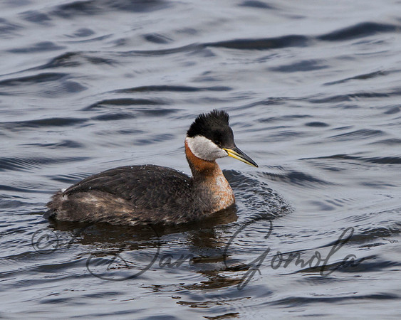 Red-necked Grebe