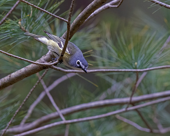 Blue-headed Vireo