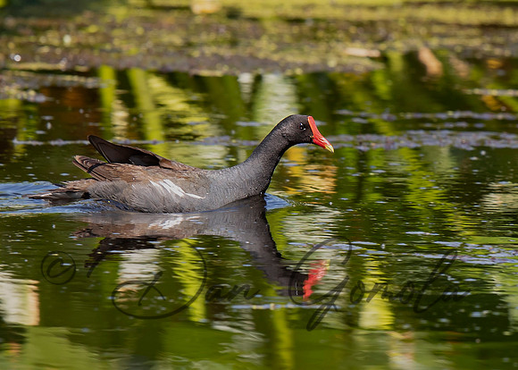 Common Gallinule