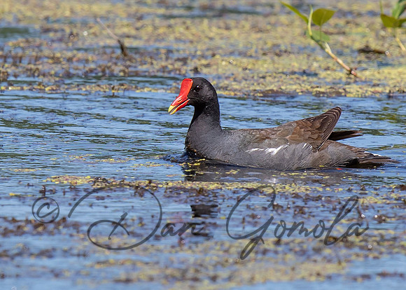 Common Gallinule
