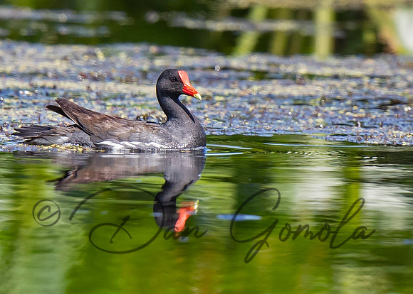 Common Gallinule