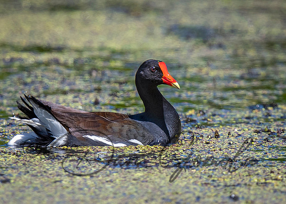 Common Gallinule