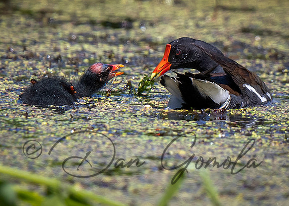 Common Gallinule