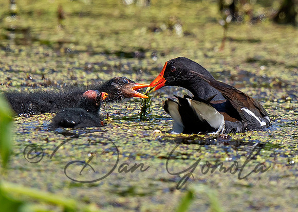 Common Gallinule