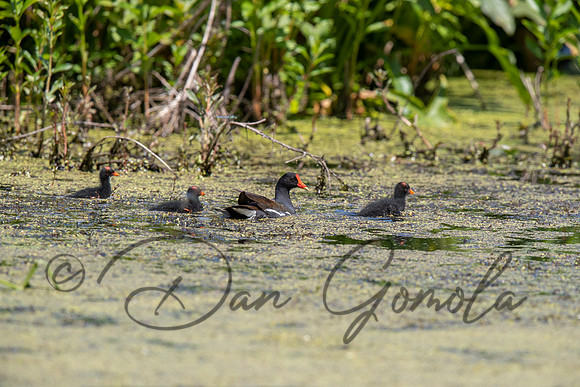 Common Gallinule