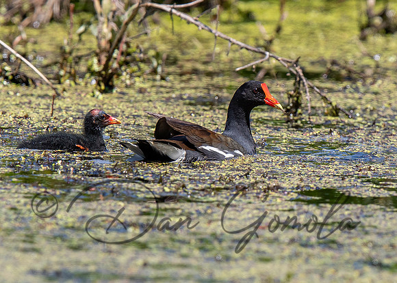 Common Gallinule