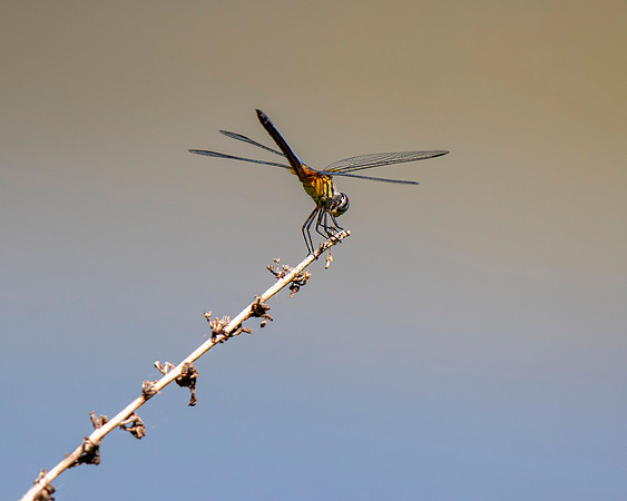 Dragon Fly (Blue Dasher)