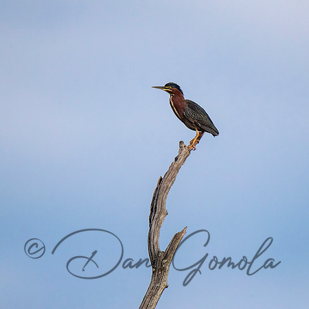 Green Heron