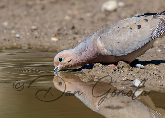 Mourning Dove