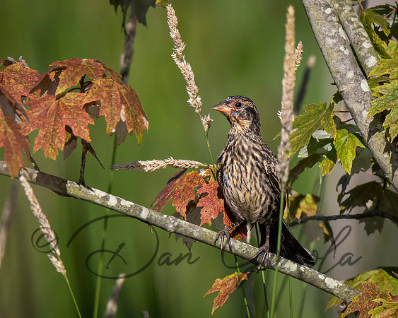 Red-winged Blackbird