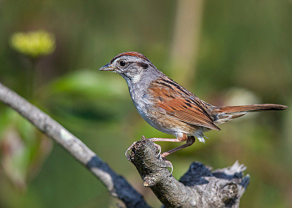 Swamp Sparrow