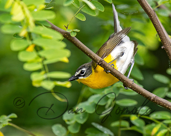 Yellow-breasted Chat