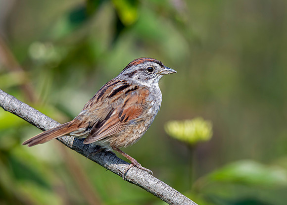 Swamp Sparrow