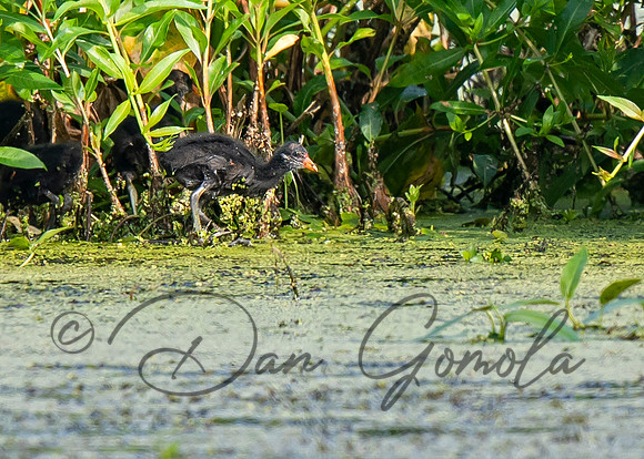 Common Gallinule
