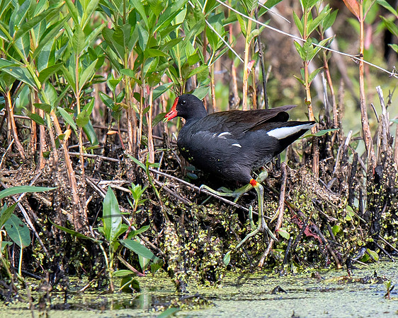 Common Gallinule