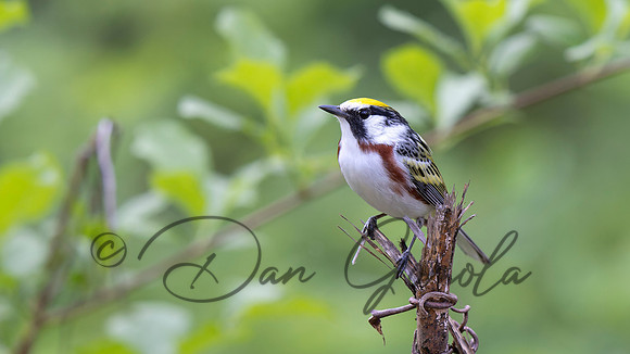 Chestnut-sided Warbler
