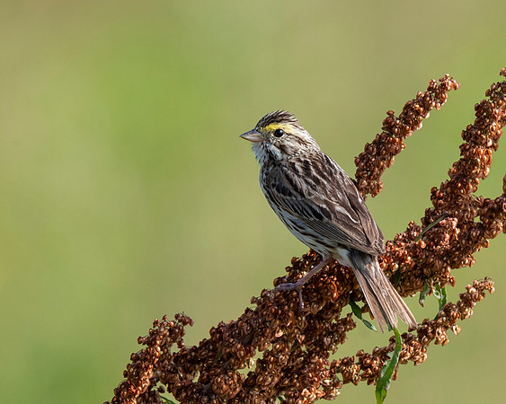 Savannah Sparrow