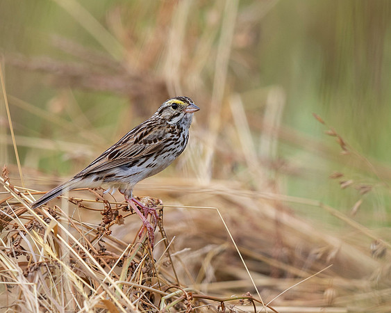 Savannah Sparrow