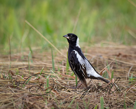 Bobolink
