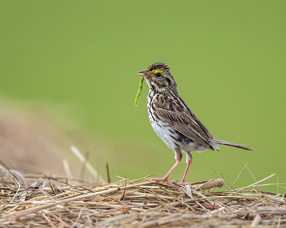 Savannah Sparrow