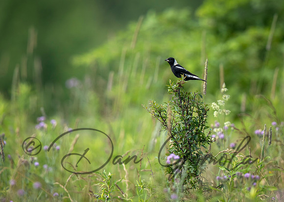 Bobolink