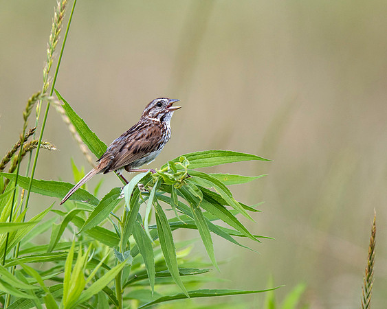 Savannah Sparrow